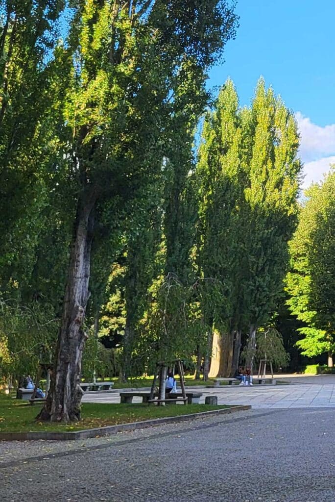 Wiese und Bäume im Park